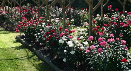 Piękne róże ogrodowe