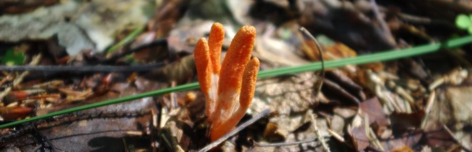 grzyby witalne cordyceps