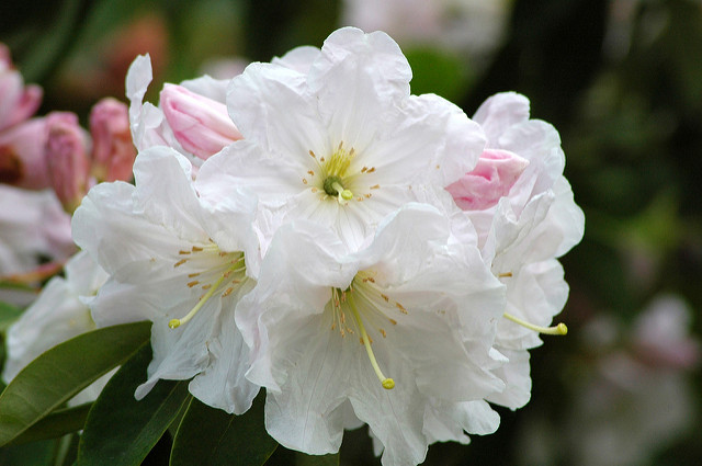 Uprawiamy Rhododendrony w przodowych ogrodach.