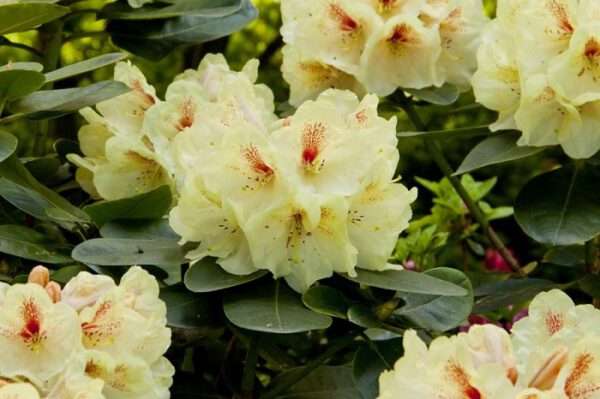 Uprawiamy Rhododendrony w naszym przydomowym ogrodzie.