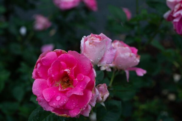 Własny cudowny różany ogród